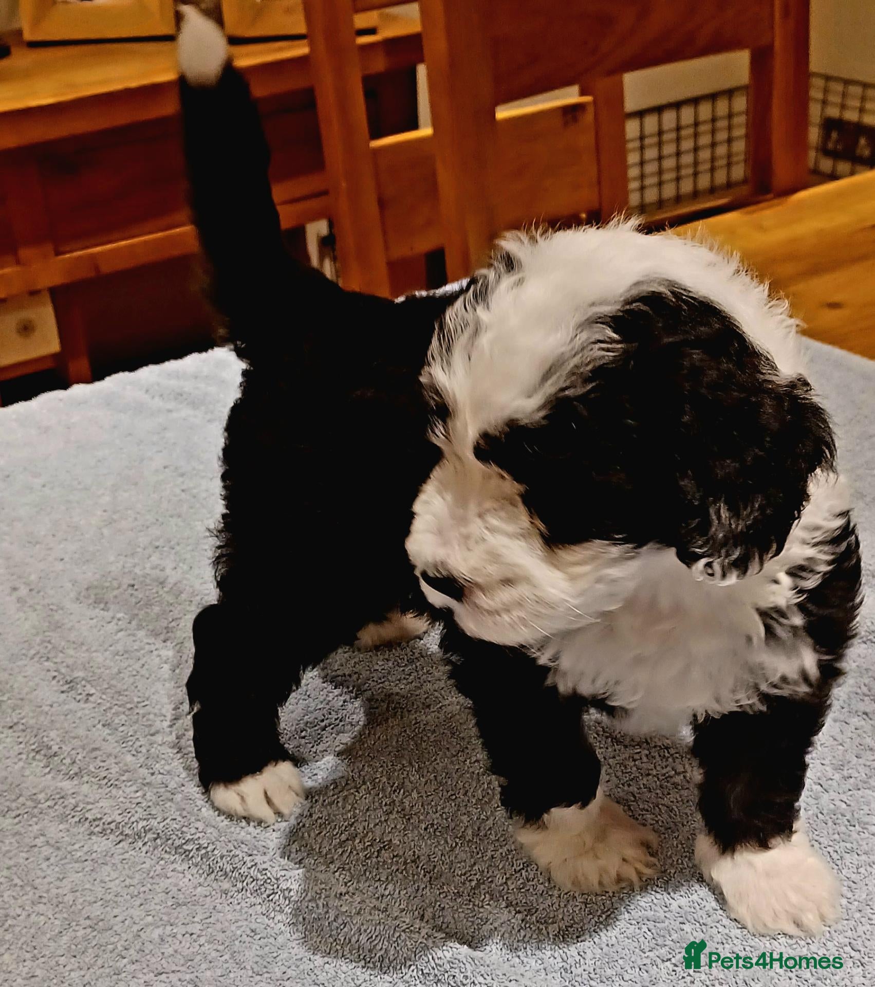 Mixed Breed dogs Beautiful Old English Sheepdog/Bernedoodle Puppies - Advert 2