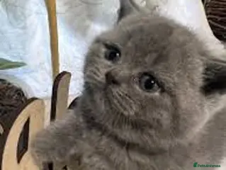 British Shorthair cats British Shorthair beautiful kittens - Advert 6