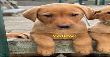 Labrador Retriever dogs - Advert 2