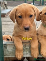 Labrador Retriever dogs - Advert 16