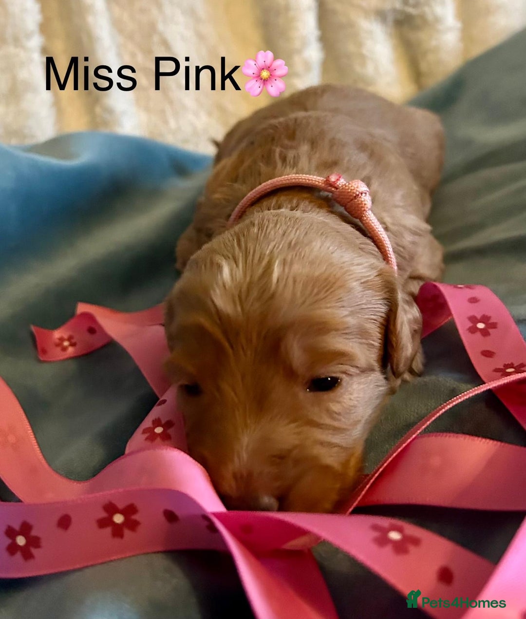Labradoodle dogs for sale: 🥰 Cute Miniature labradoodle Pups 💖💕 - Advert 19