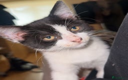Mixed Breed cats for sale: Moomoo the freckled kitten - Advert 1