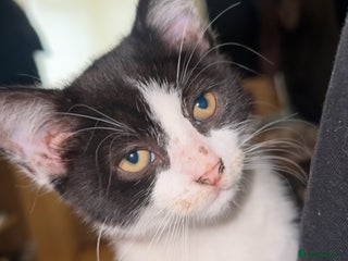 Mixed Breed cats for sale: Moomoo the freckled kitten £40 - Advert 1