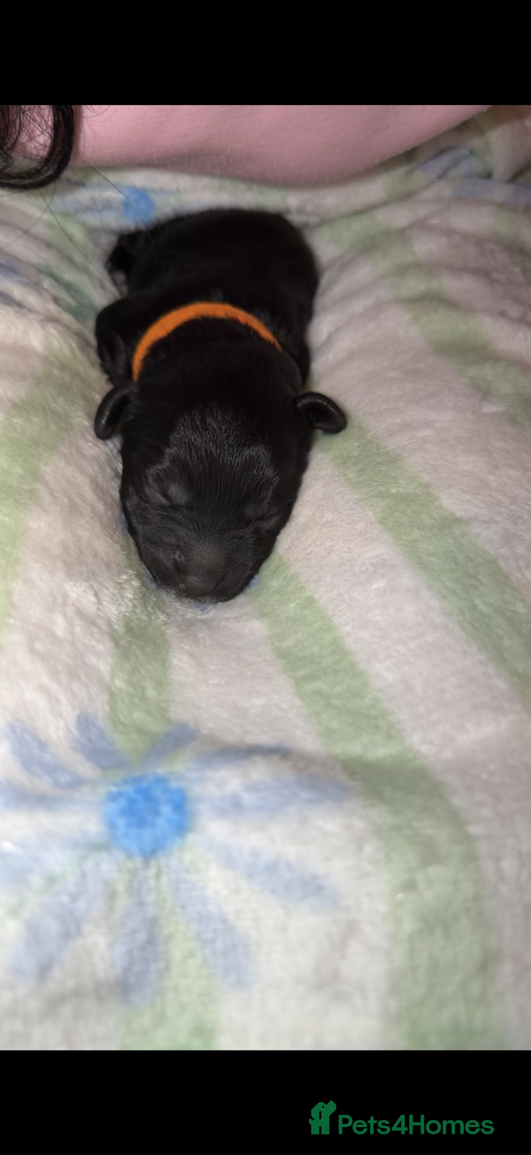 Cockapoo dogs for sale: Beautiful litter of cockapoos - Advert 3