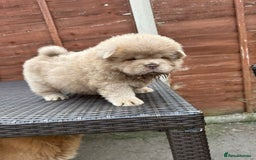Chow Chow dogs for sale: 💫Stunning Chows Available 🥰❤️ - Image 30