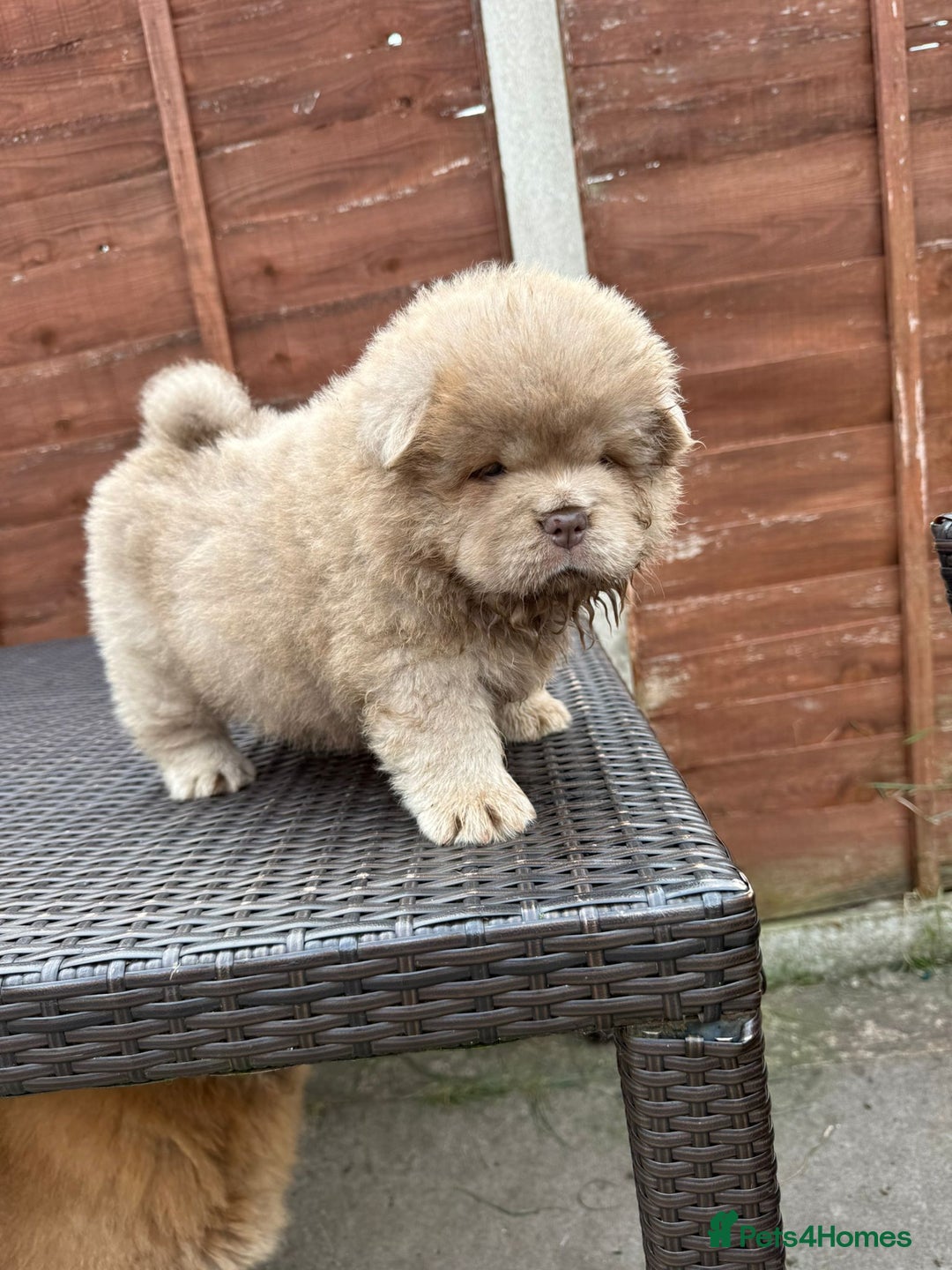 Chow Chow dogs for sale: 💫Stunning Chows Available 🥰❤️ - Image 30