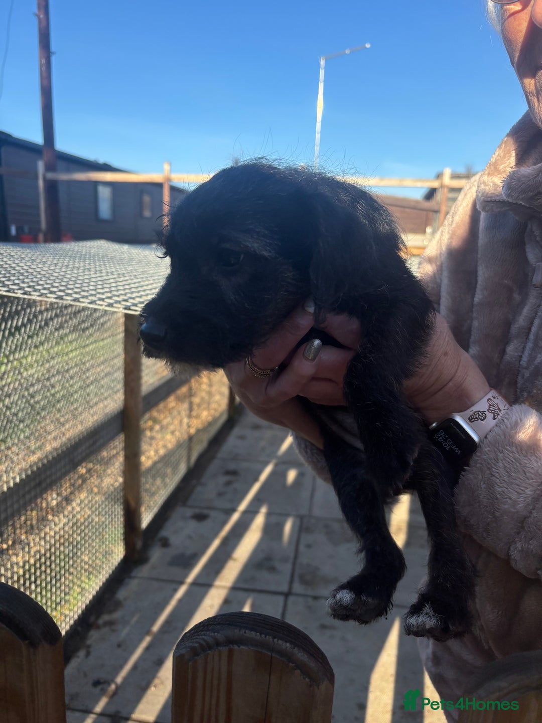 Jackapoo dogs for sale: Jackapoo Puppies for sale 🐶🐾 - Advert 11