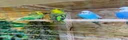 Canaries birds for sale: Birds for sale budgies, canaries ect  - Advert 25