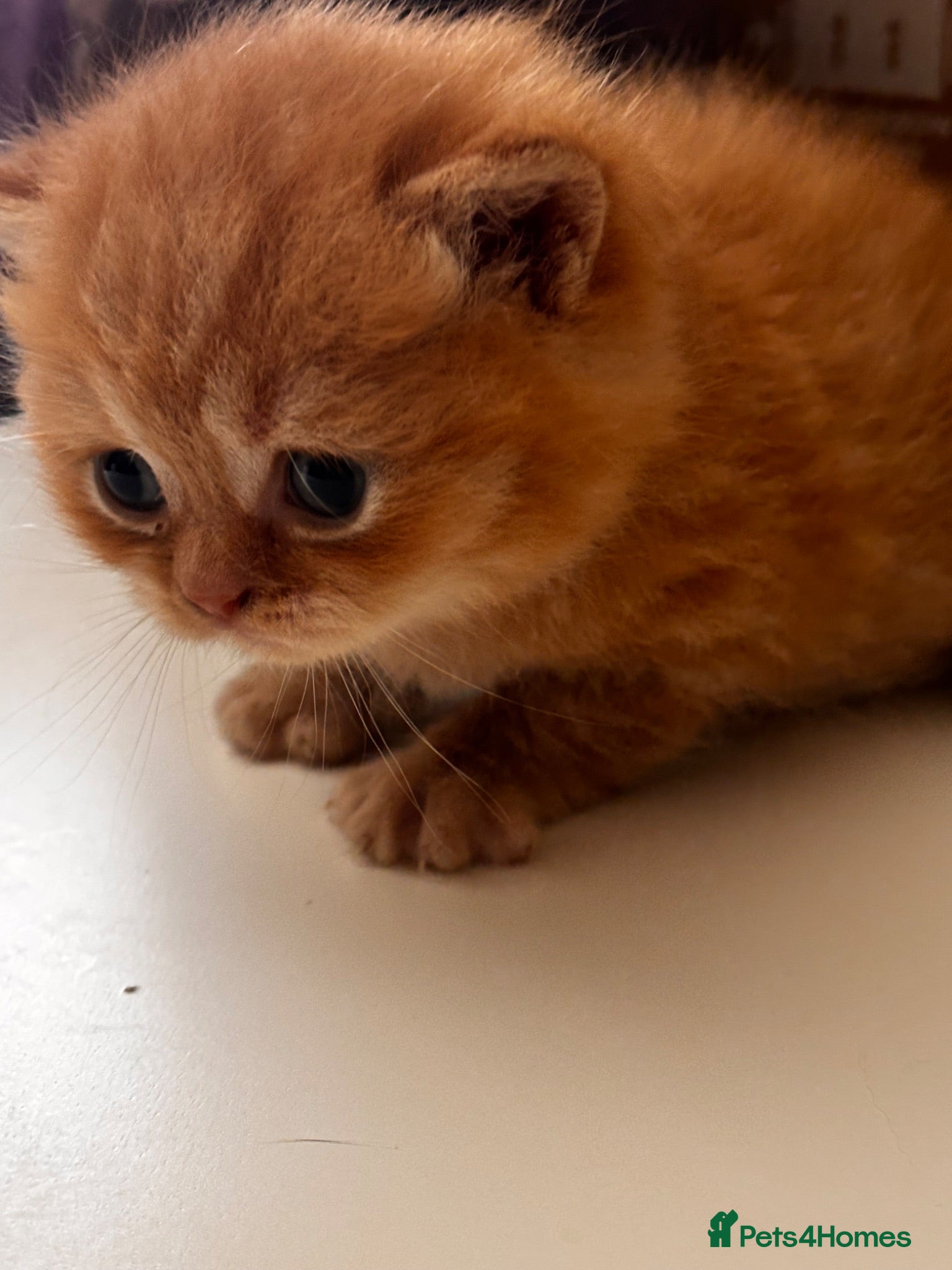 British Shorthair cats British shorthair kittens  - Advert 1