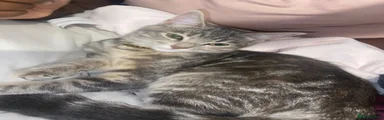Tikki