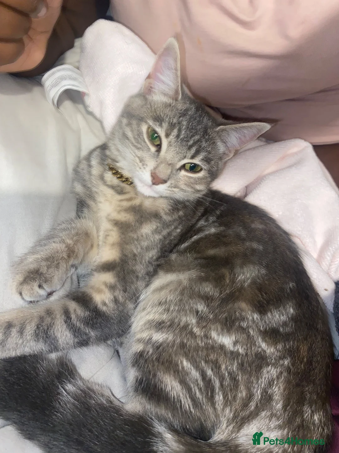 Mixed Breed cats for sale: Beautiful Girl looking for forever home - Advert 5