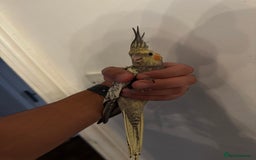 Cockatiels birds for sale: Baby cockatiel  - Image 1