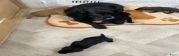 Cockerdor dogs for sale: Beautiful Cockador puppies.  in Crediton - Advert 10
