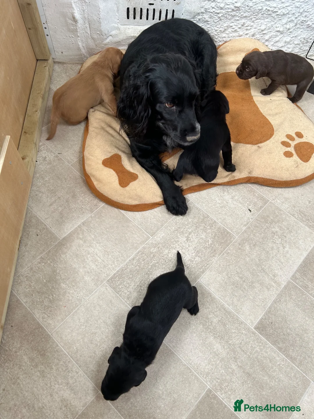 Cockerdor dogs for sale: Beautiful Cockador puppies.  in Crediton - Advert 10