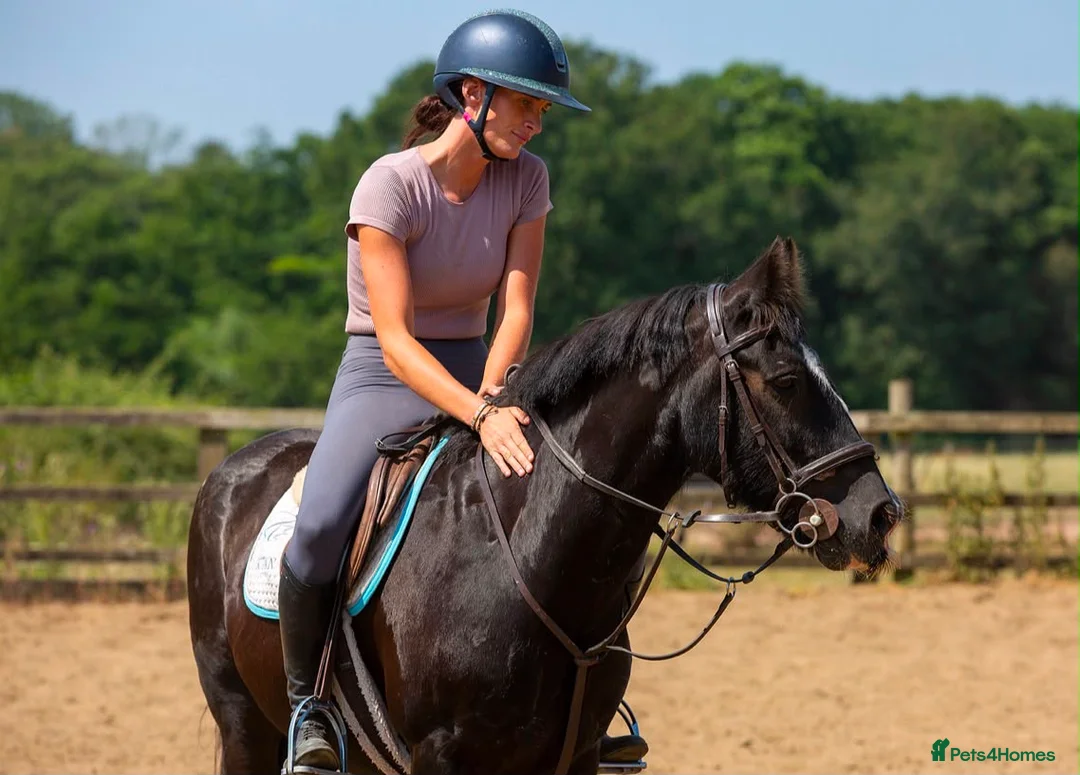 Irish Cob horses for sale: Bob the Super Cob  - Advert 1