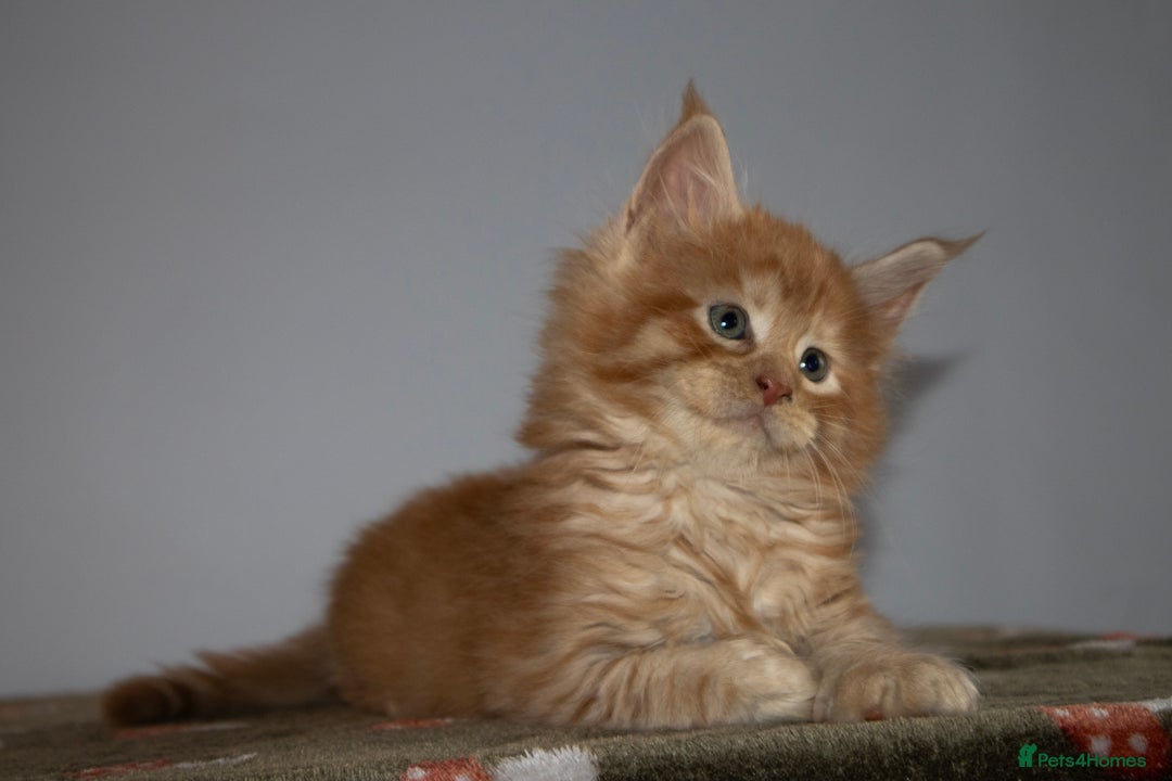 Maine Coon cats for sale: Gorgeous TICA-Registered Maine Coon Kittens! - Advert 14
