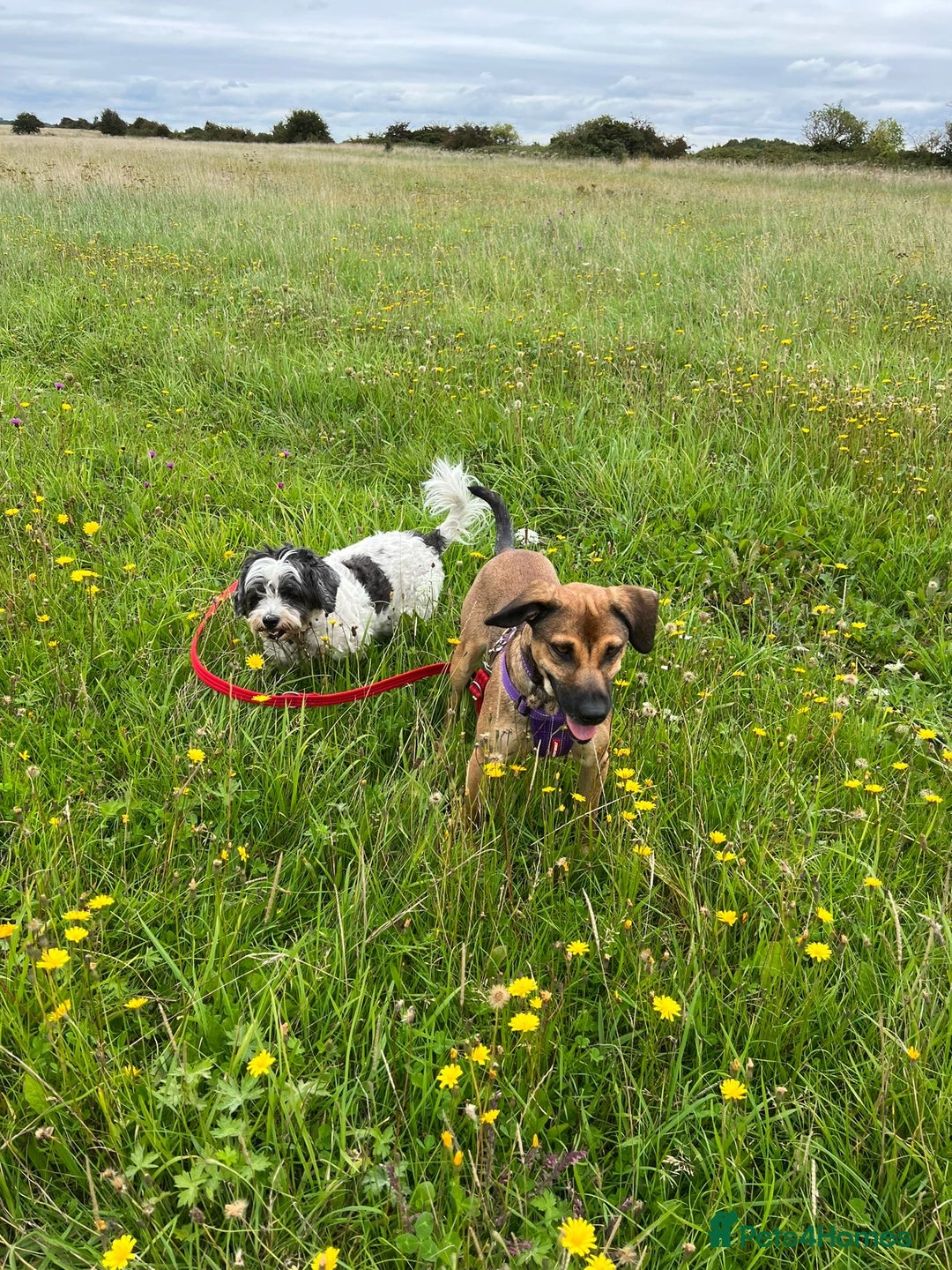 Mixed Breed dogs for adoption: Cute Dingo looking for LOVE - Image 5