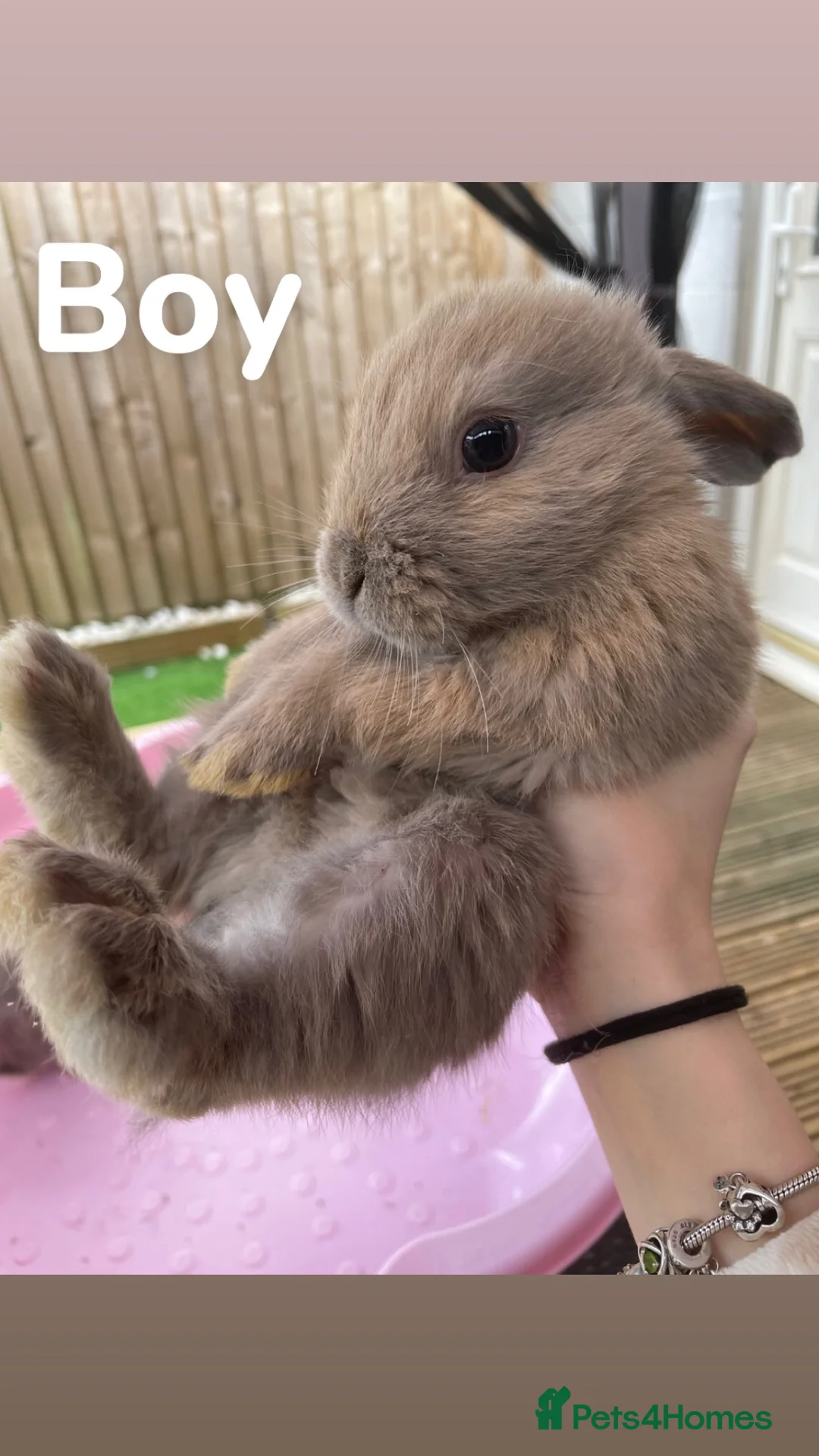 Mixed Breed rabbits for sale: 5 rabbits for sale (£50 each) in Witney - Advert 5