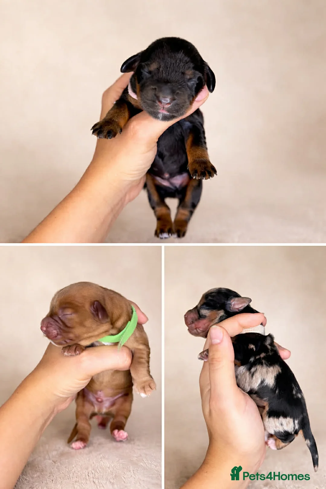 Cocker Spaniel dogs for sale: Working Cocker Spaniel puppies🩷  - Advert 4