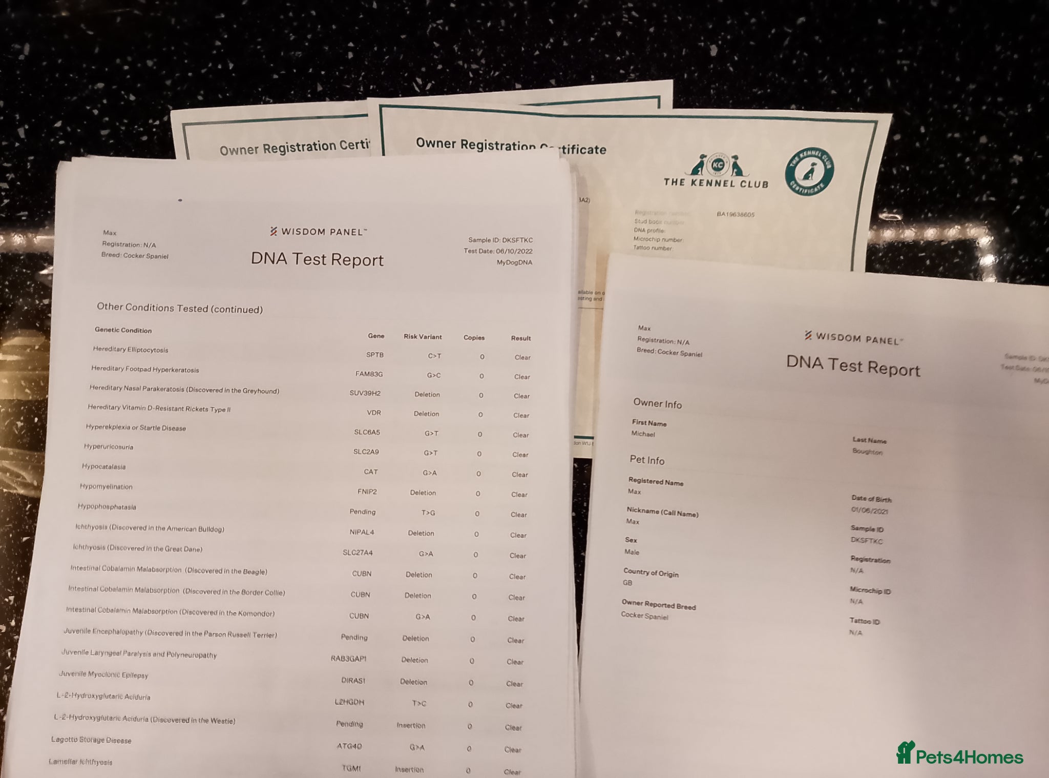 Cocker Spaniel dogs DNA tested cocker spaniels - Advert 6