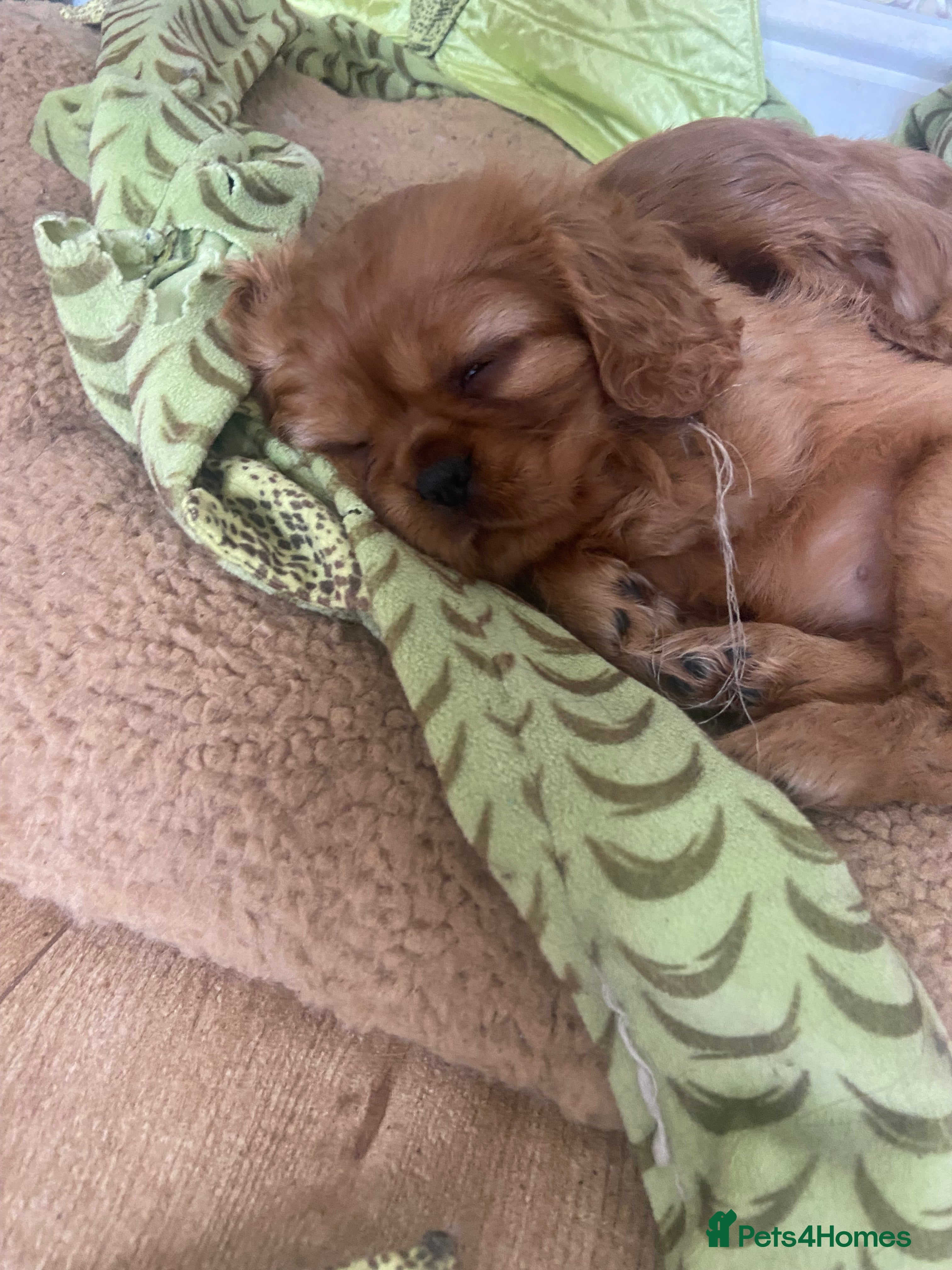 Cavalier King Charles Spaniel dogs 2 Ruby girl pedigree Cavaliers  - Advert 11