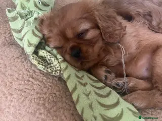 Cavalier King Charles Spaniel dogs 2 Ruby girl pedigree Cavaliers - Advert 11