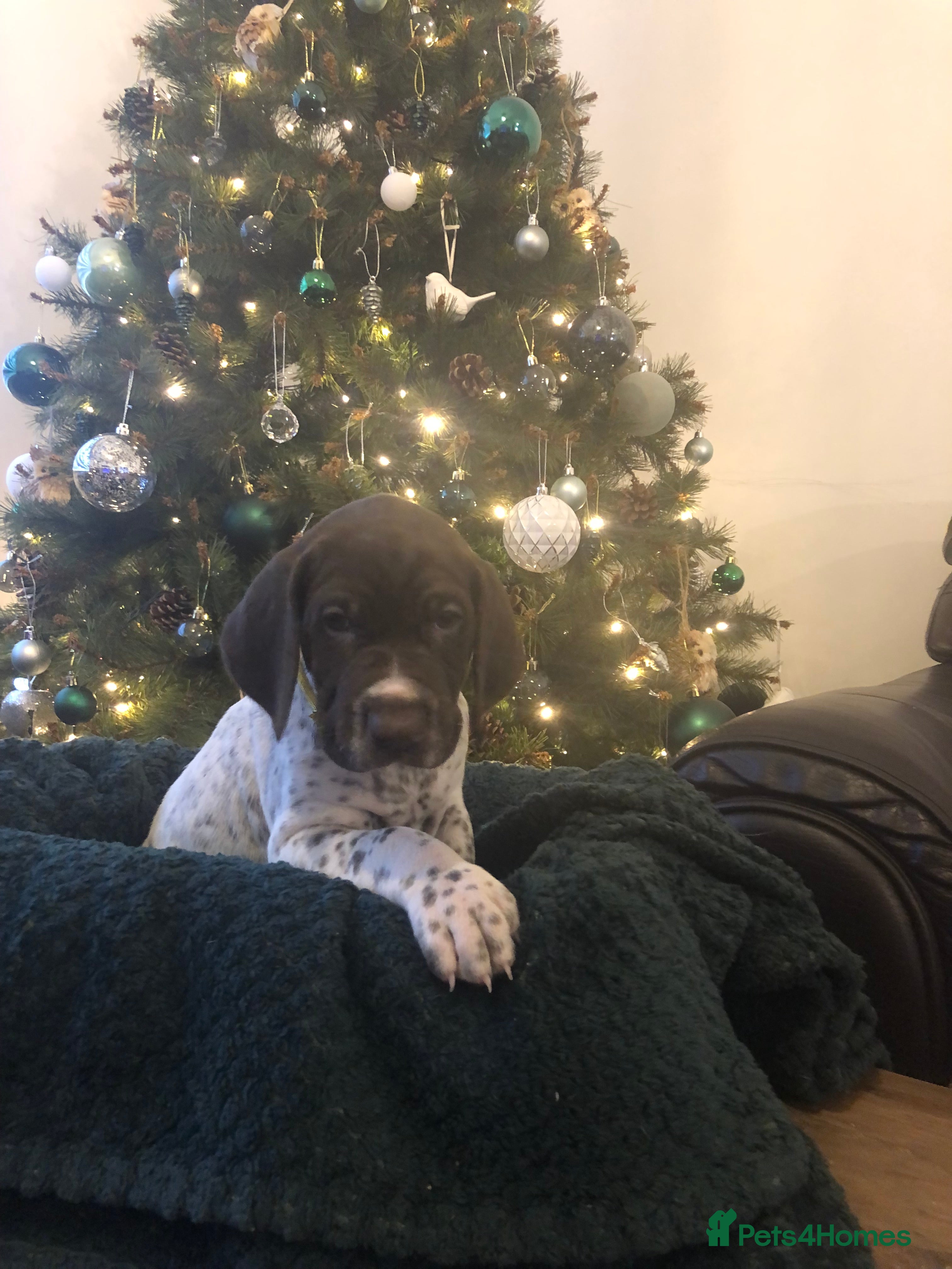 German Shorthaired Pointer dogs KC Registered 1 Bitch Available  - Advert 2