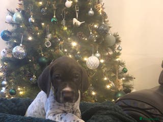 German Shorthaired Pointer dogs ALL RESERVED - Advert 11