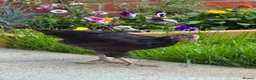 Chickens poultry for sale: 1 rare vorwerk 2 Sweedishflower, lace Wyandotte  in Telford - Advert 6