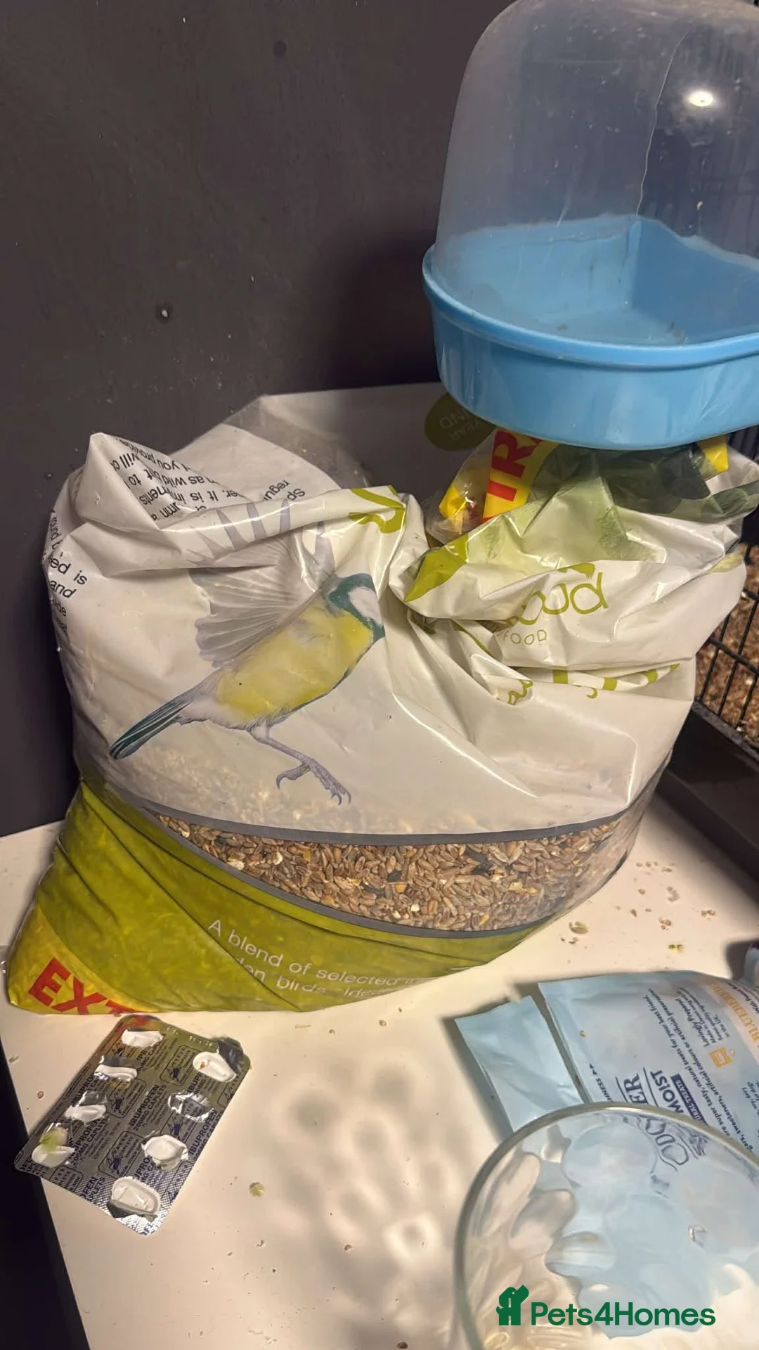 Budgerigars birds for sale: 2buddgies  in Birmingham - Advert 2