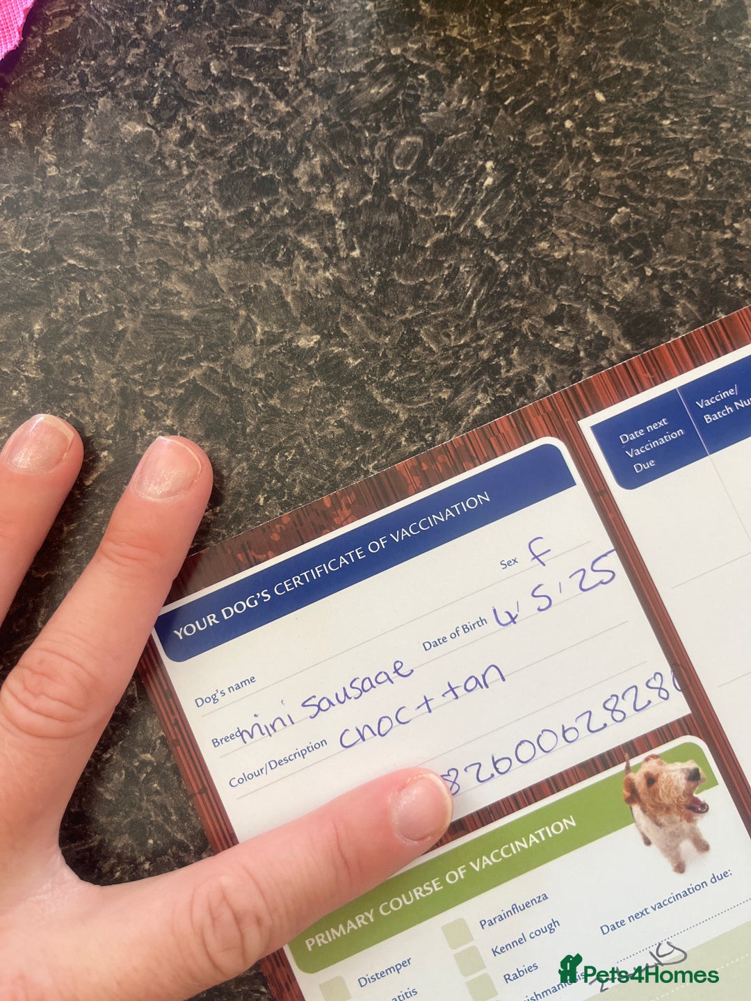Miniature Dachshund dogs for sale:  Miniature dachshund *updated vet checked - Image 13