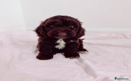 Cockapoo dogs for sale: Outstanding Cockapoo Puppies - Image 11