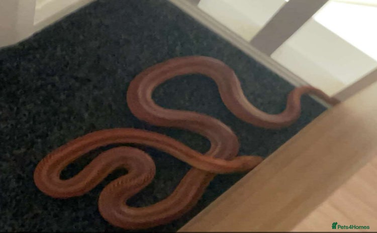 Corn Snake reptiles - Advert 1