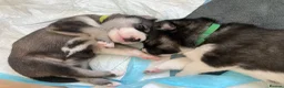 Siberian Husky dogs for sale: Stunning Siberian Huskies  in Sheffield - Advert 40