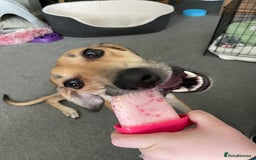 Mixed Breed dogs for sale: Beautiful saluki x greyhound for adoption - Image 23