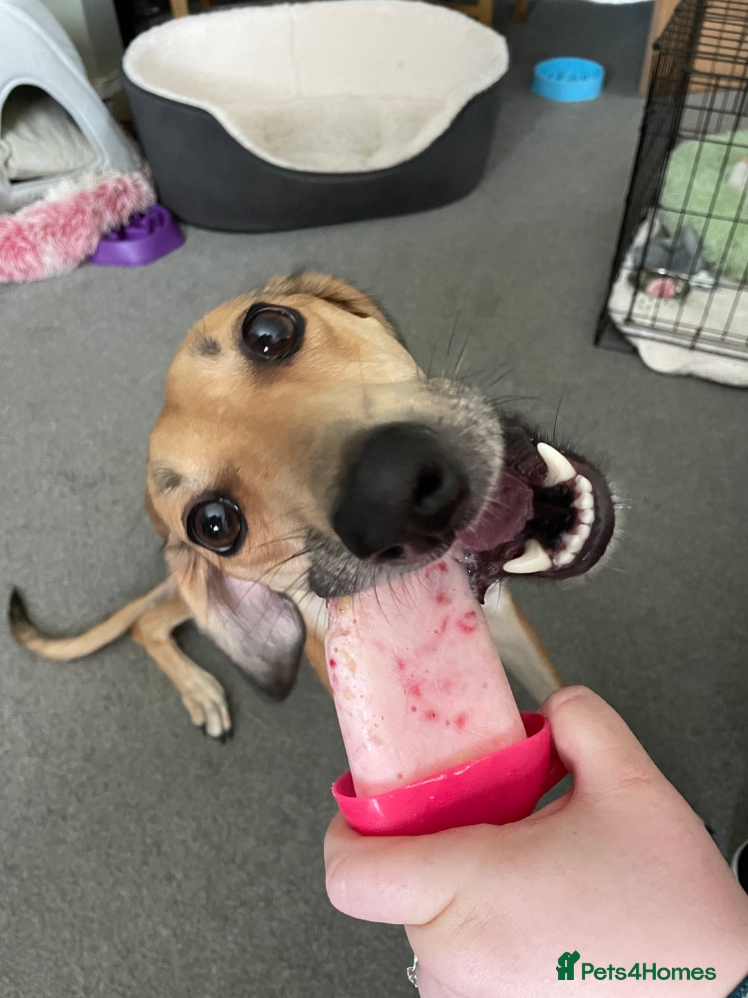 Mixed Breed dogs for sale: Beautiful saluki x greyhound for adoption - Image 23
