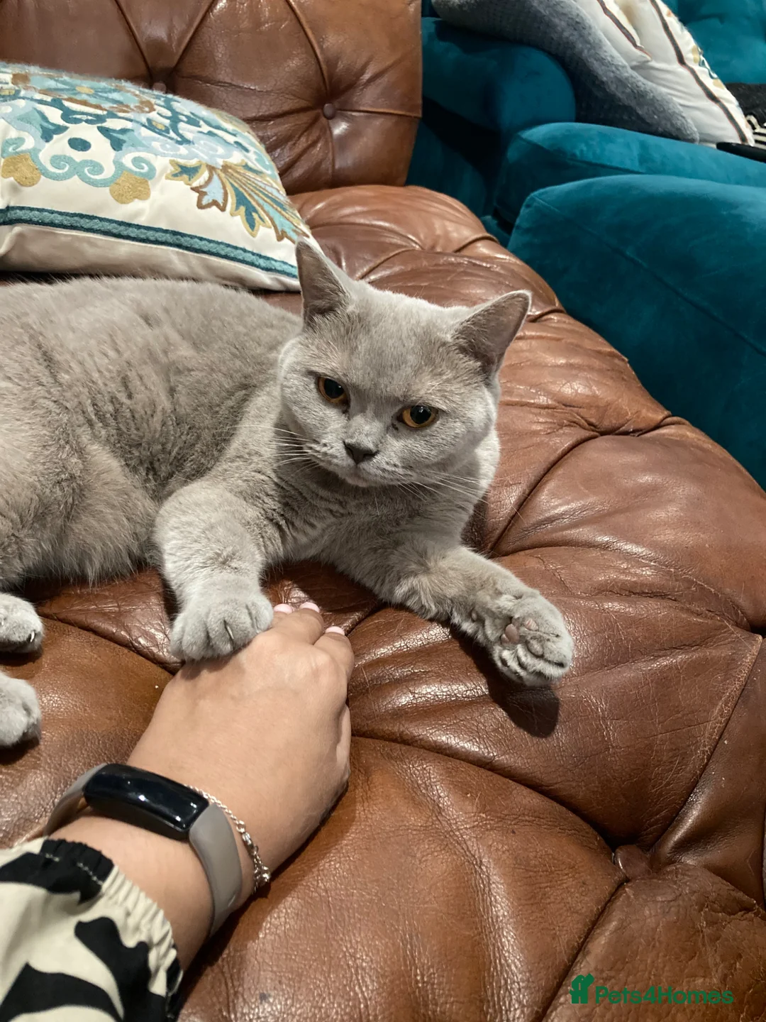 British Shorthair cats for sale: Lavender BSH 2yrs old female ‘Luna’ - Advert 1