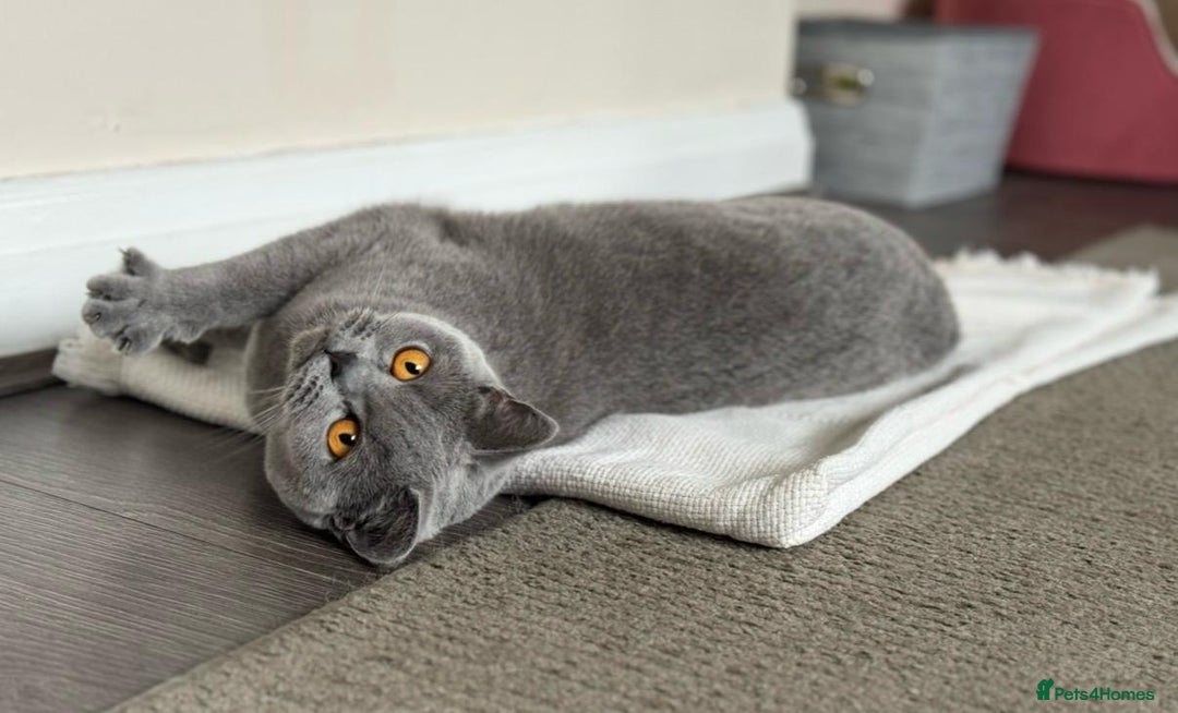 British Shorthair cats for sale: BSH x Ragamuffin Kittens - Advert 2