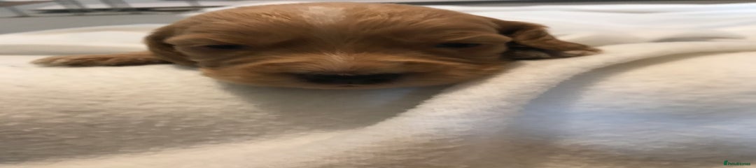  Puppy 8