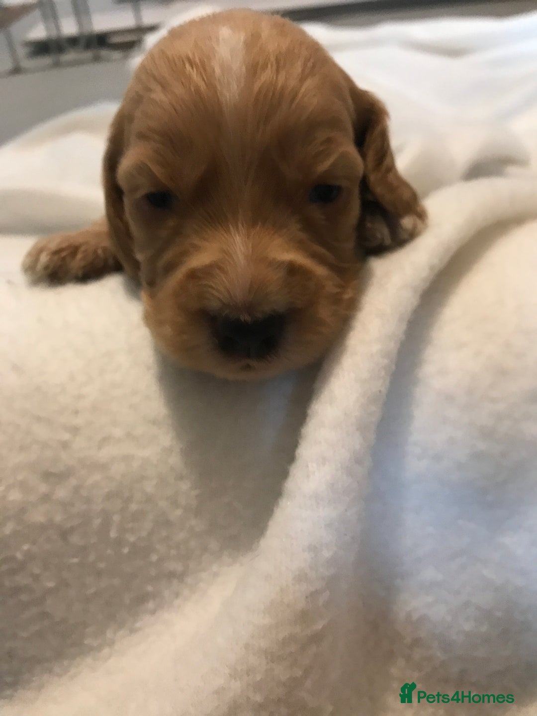 Mixed Breed dogs for sale: Health tested Australian Labradoodles - Image 23