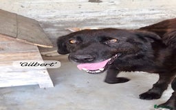 Mixed Breed dogs for adoption: Gilbert, 6 yrs old. Reserved stc. - Image 17