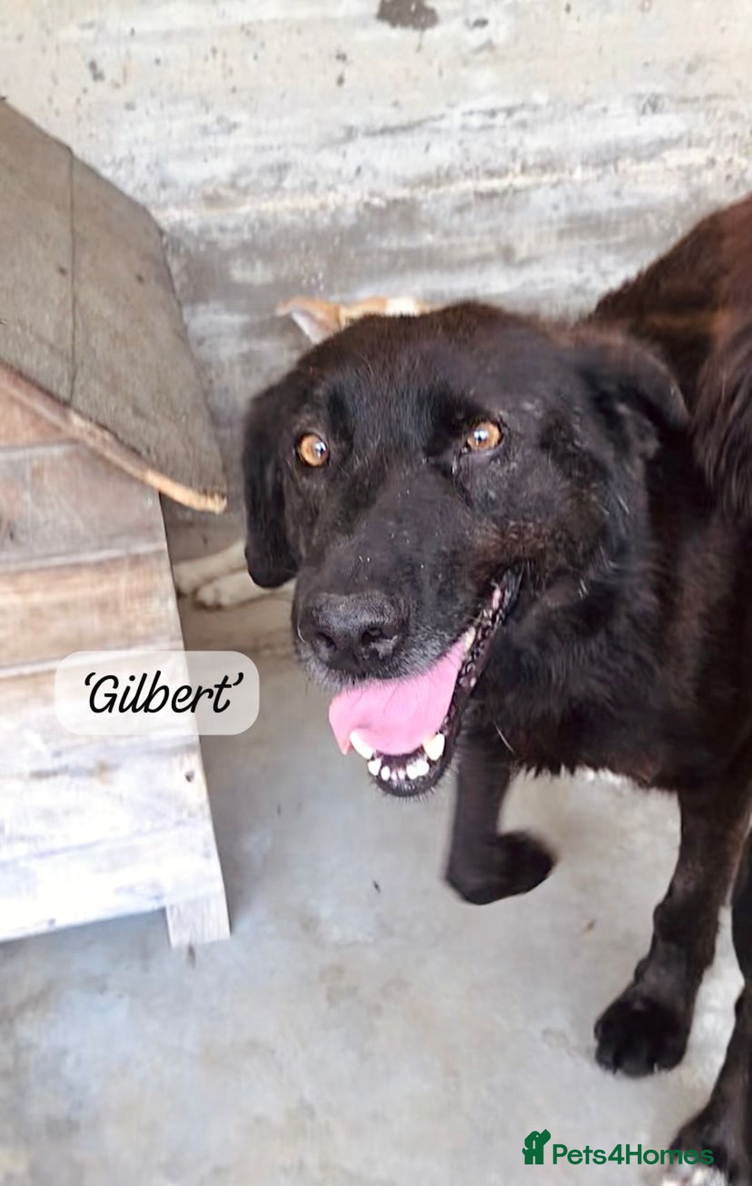 Mixed Breed dogs for adoption: Gilbert, 6 yrs old. Reserved stc. - Image 17