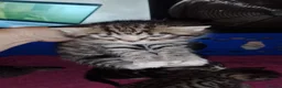 British Shorthair cats for sale: Tabby british shorthair kittens - Advert 8