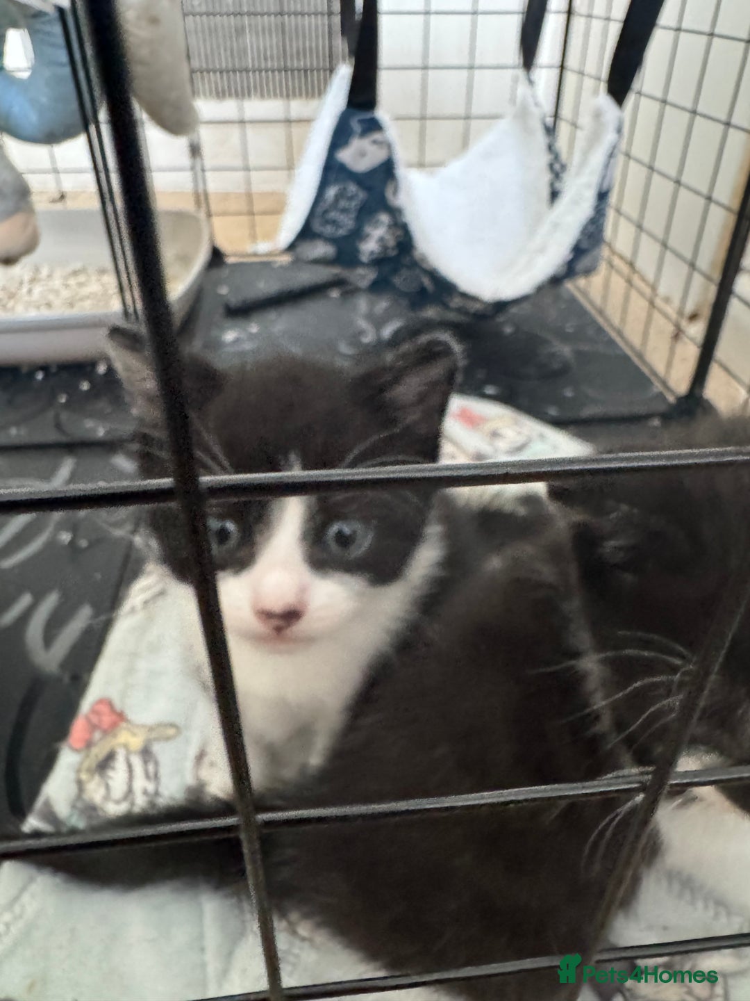 Domestic Shorthair cats for sale: Three black and white kittens - Image 1
