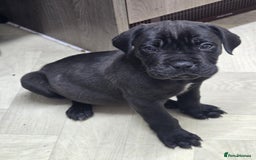 Mixed Breed dogs for sale: Stunning dogue de Bordeaux X cane corso - Image 9