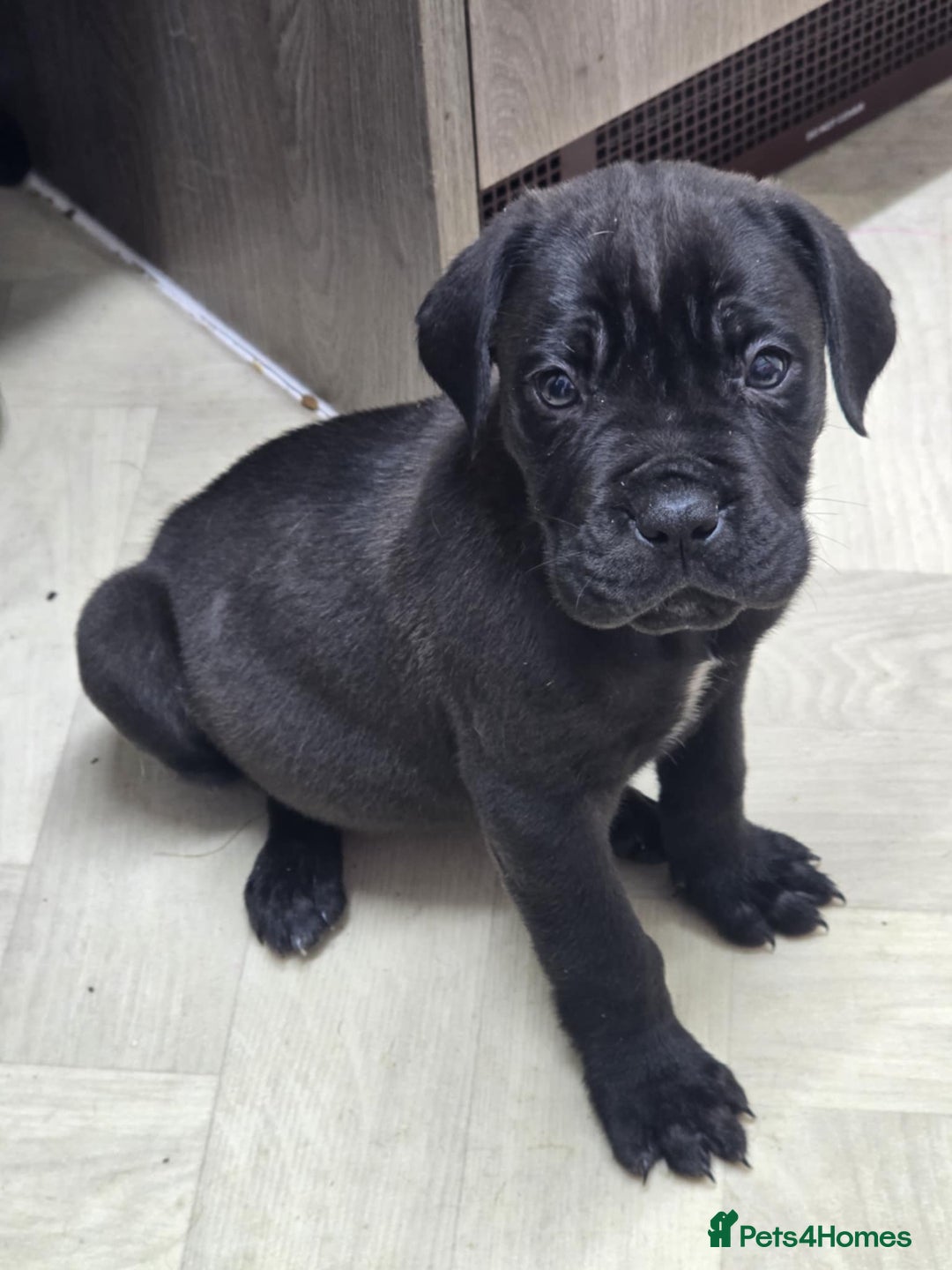 Mixed Breed dogs for sale: Stunning dogue de Bordeaux X cane corso - Image 9