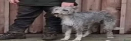 Mixed Breed dogs for sale: Bedlington whippet in Preston - Advert 2