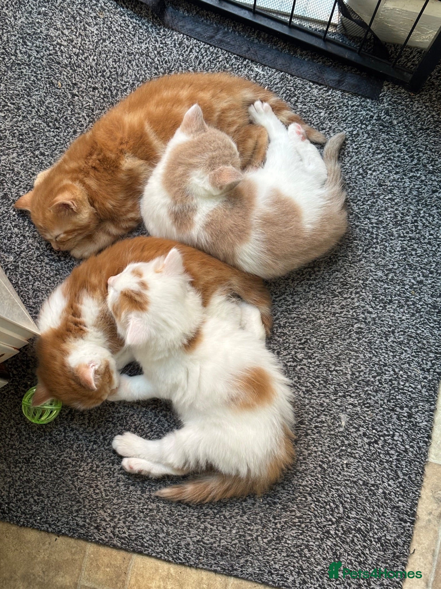 Maine Coon cats Beautiful Mix kittens - Advert 13