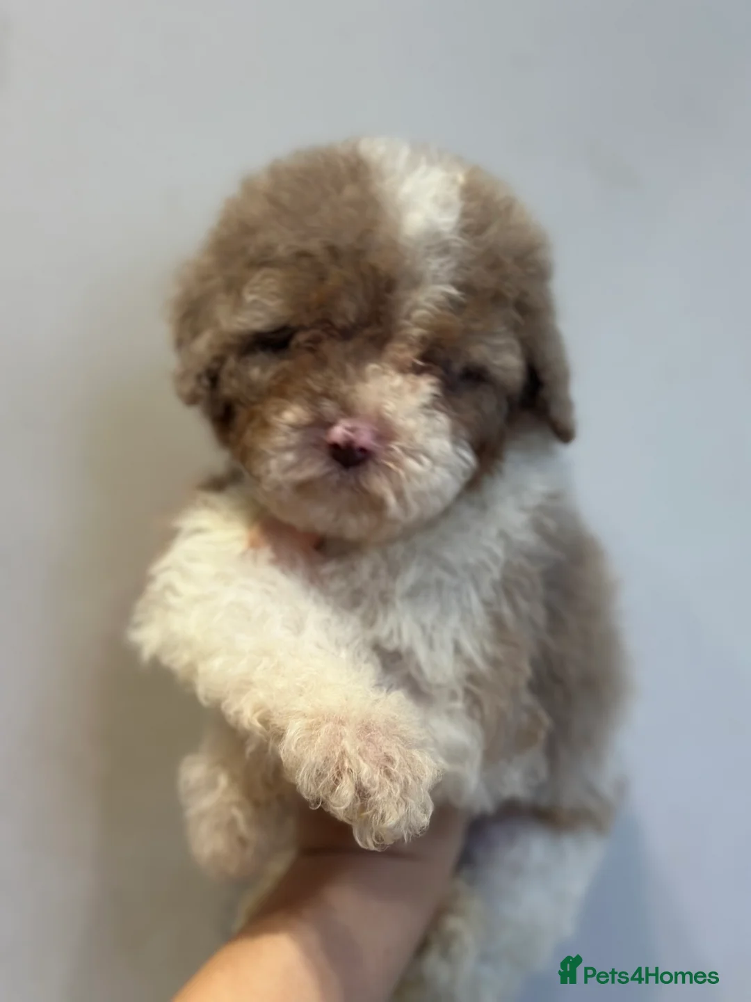 Cavapoo dogs for sale: Exceptional F2 Cavapoo Puppies - HomeRaised  - Advert 26