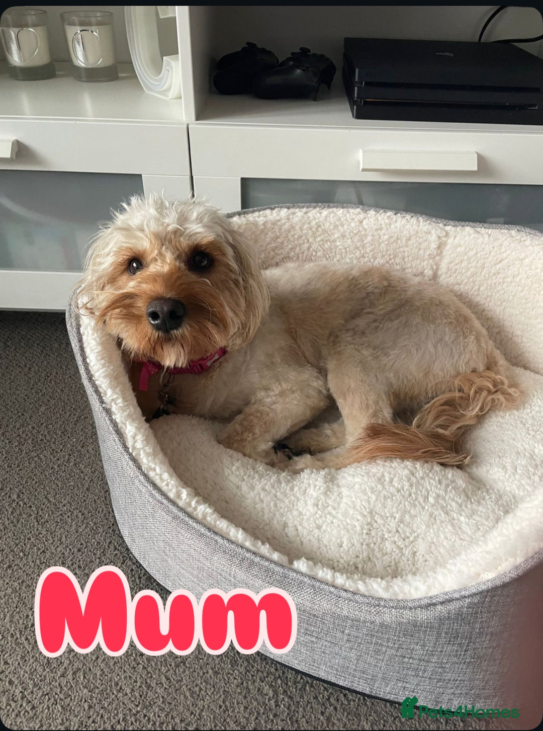 Cavapoo dogs for sale: Beautiful F1B cavapoo “teddy bear” puppies  - Advert 25